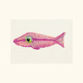 Pink Fish Postcard